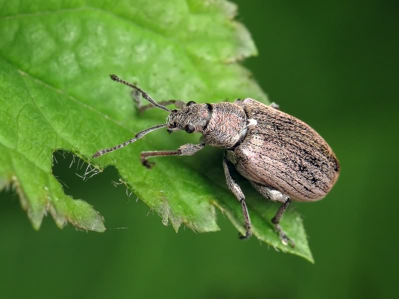 Phyllobius pyri (Linnaeus, 1758)
